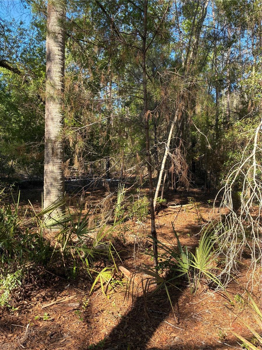 24533 PINK PANTHER RD, PAISLEY, FL — photo 6