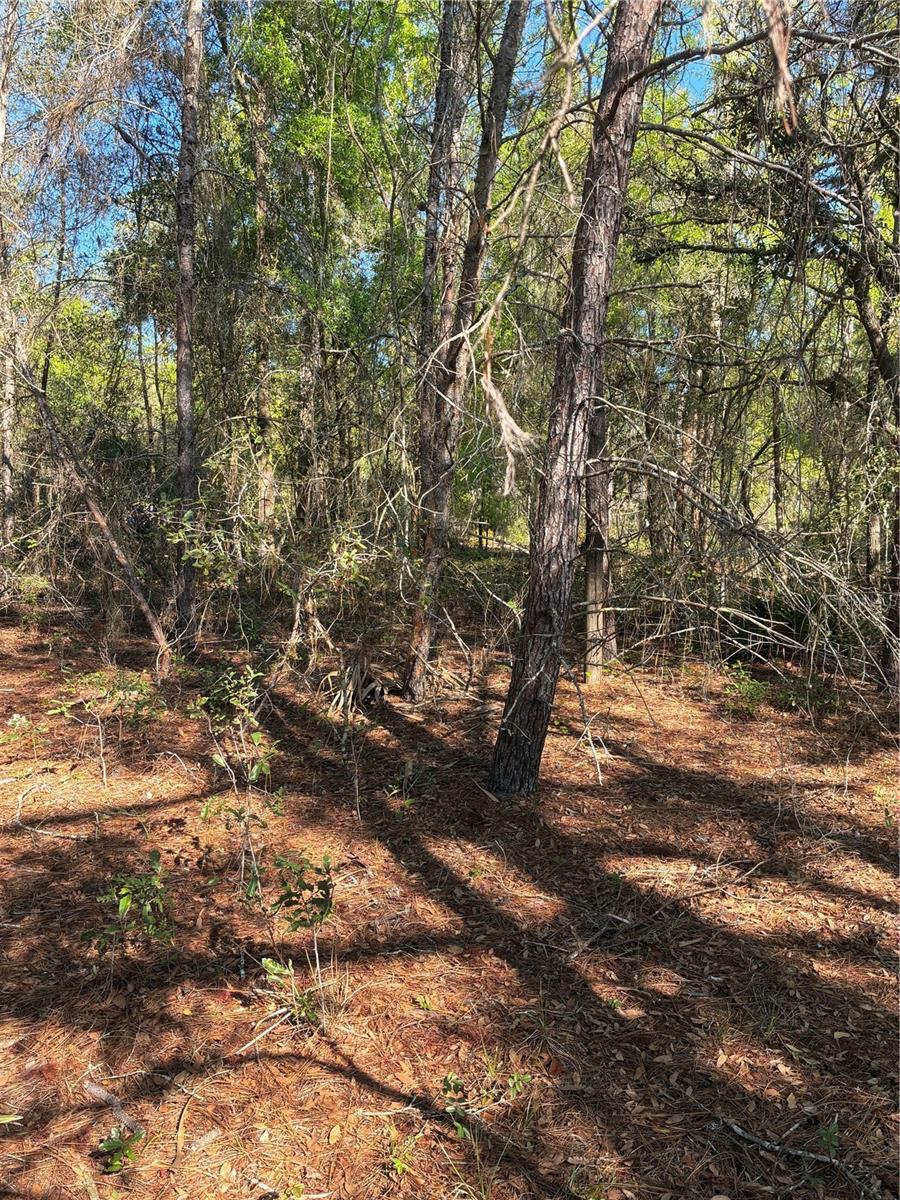 24533 PINK PANTHER RD, PAISLEY, FL — photo 9
