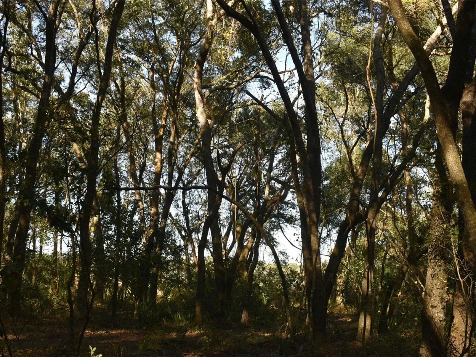 13800 COUNTY ROAD 450, UMATILLA, FL — photo 81