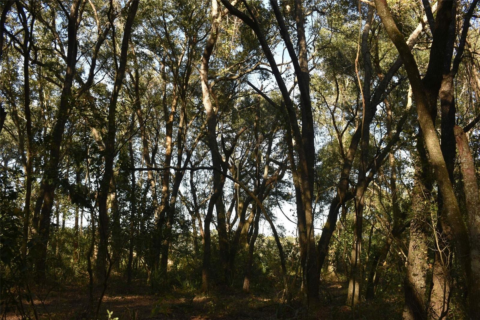 13800 COUNTY ROAD 450, UMATILLA, FL — photo 82