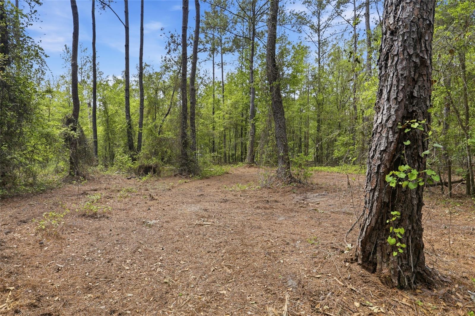 NW COUNTY ROAD 231, GAINESVILLE, FL — photo 18