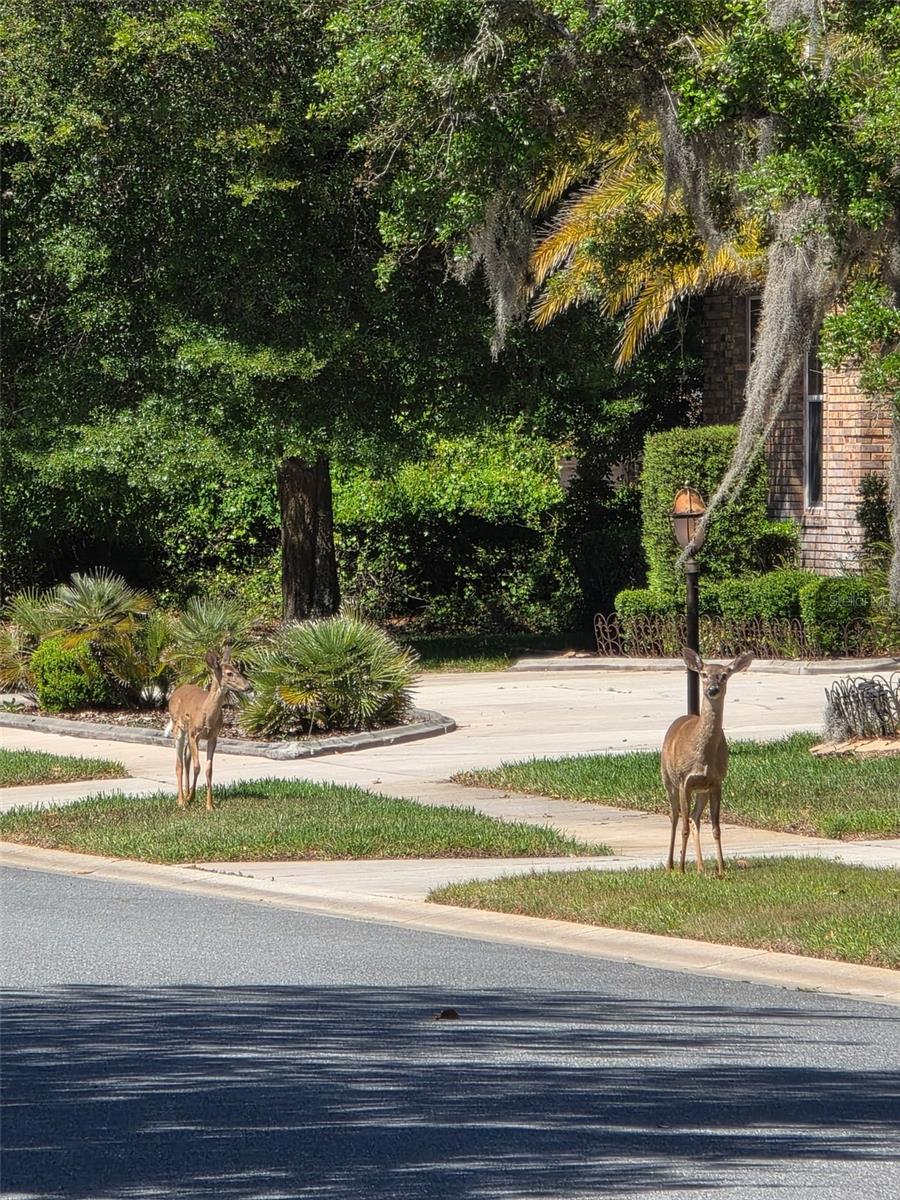6151 NEW OSPREY PT, WEEKI WACHEE, FL — photo 57