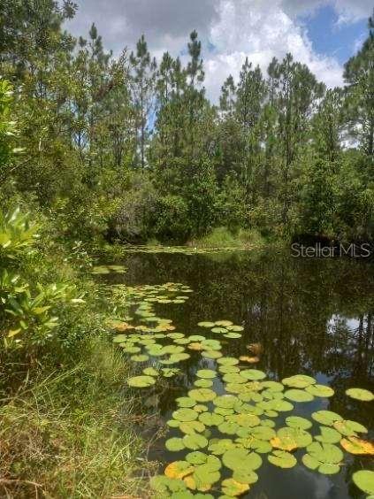 2477 THACKER TRL, KISSIMMEE, FL — photo 55