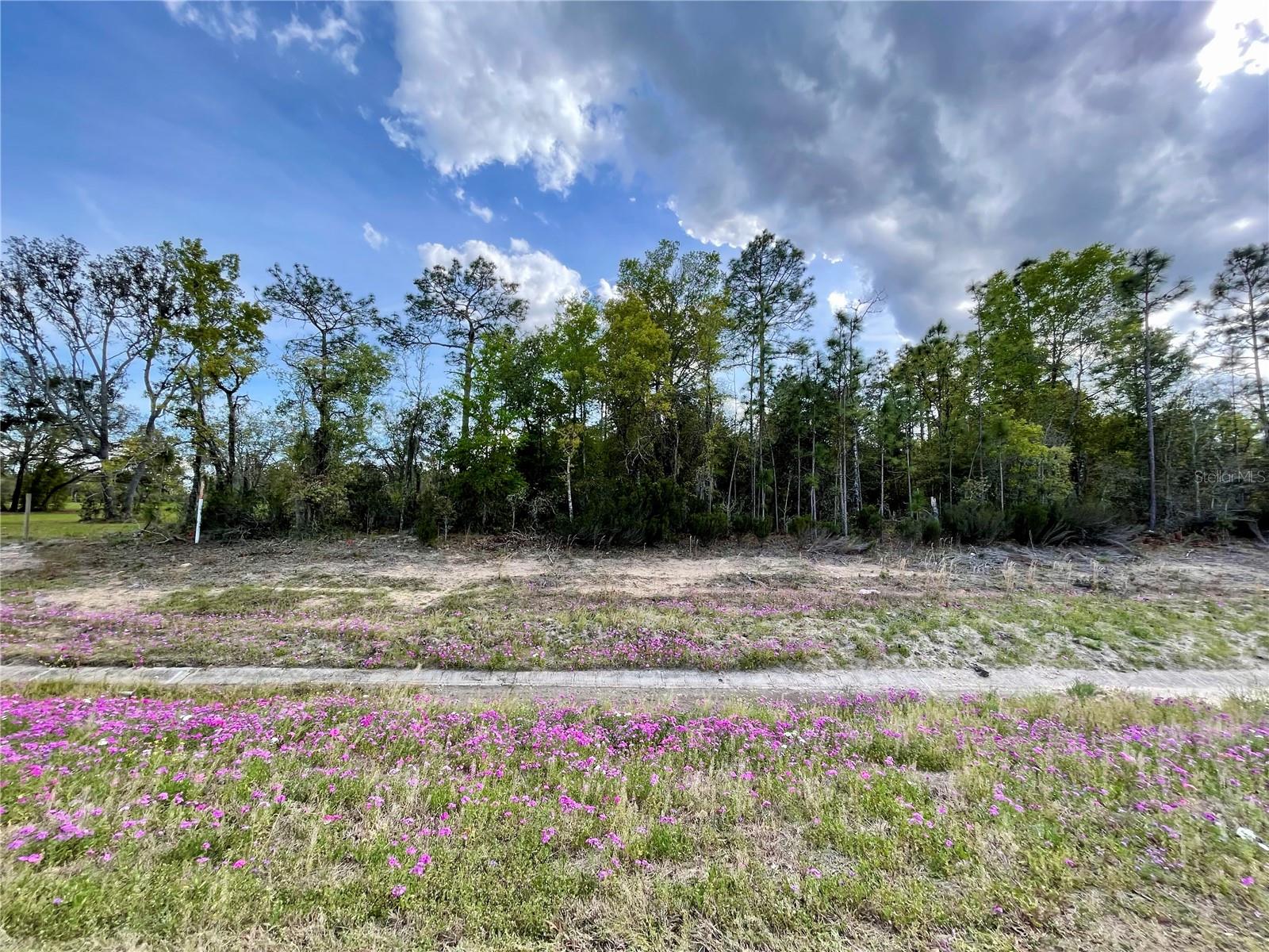 TBD NE HIGHWAY 27 ALT, WILLISTON, FL — photo 2