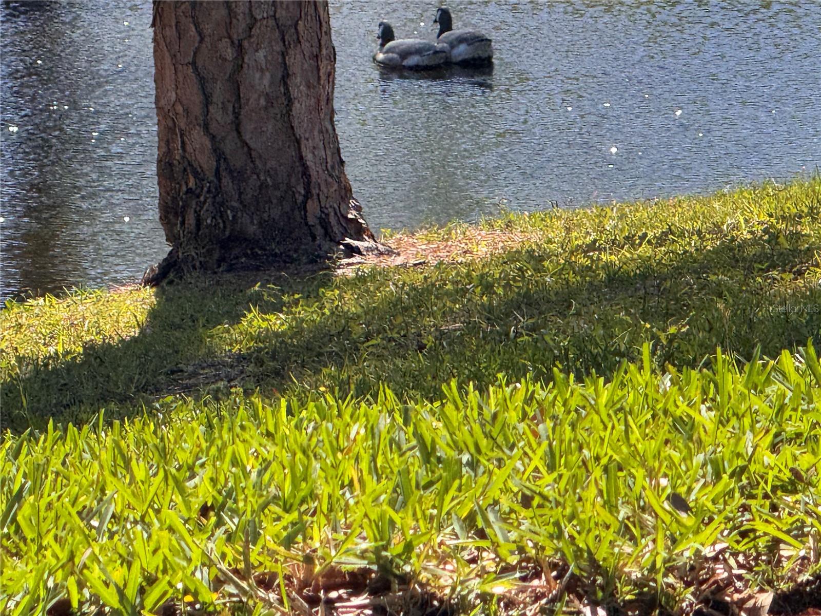 1250 S PINELLAS AVE #804, TARPON SPRINGS, FL — photo 48