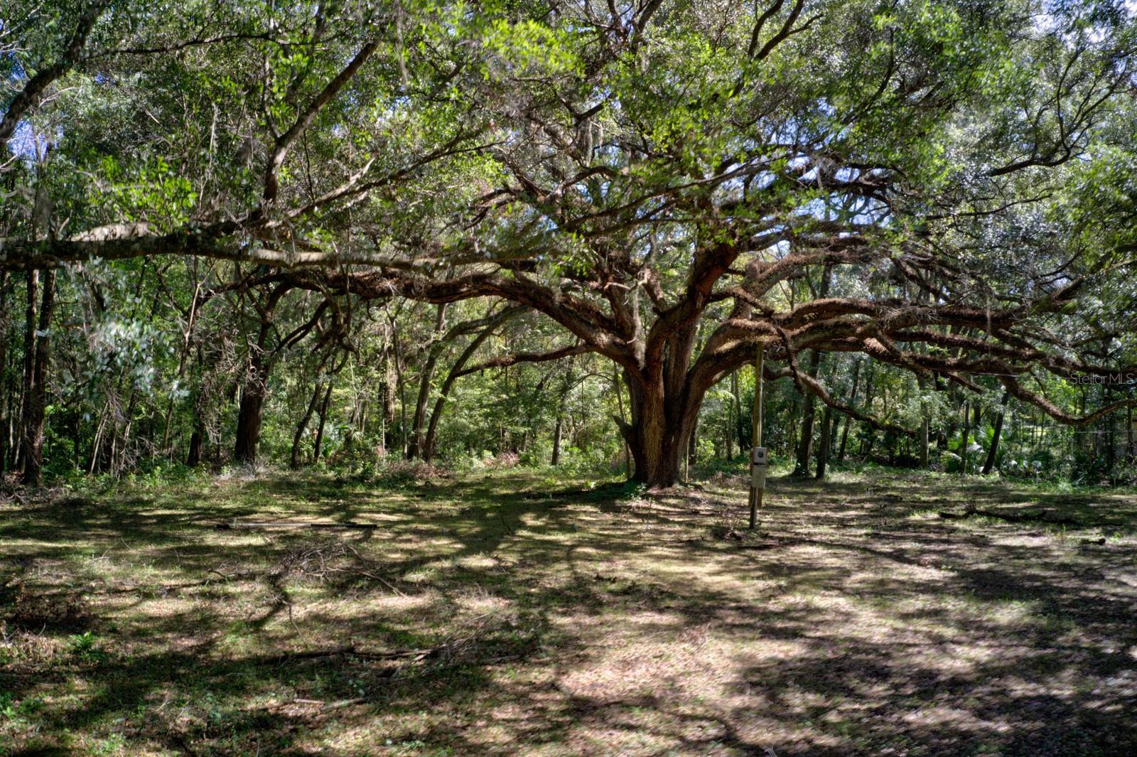 5005 SW 63RD BLVD, GAINESVILLE, FL — photo 3
