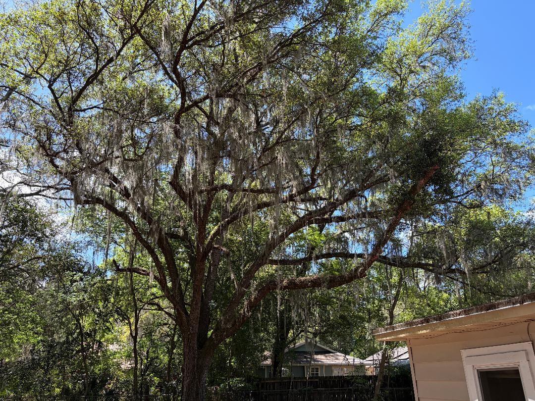 1623 SE 3RD AVE, GAINESVILLE, FL — photo 6