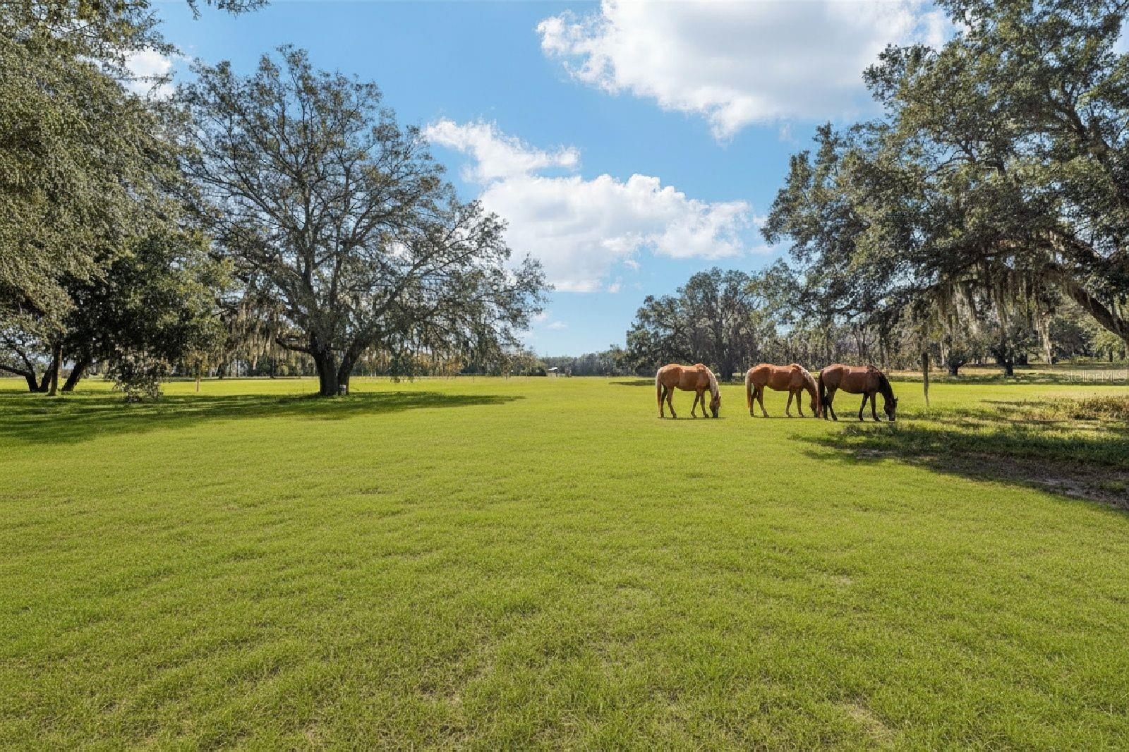 36203 MICRO RACETRACK RD, FRUITLAND PARK, FL — photo 100