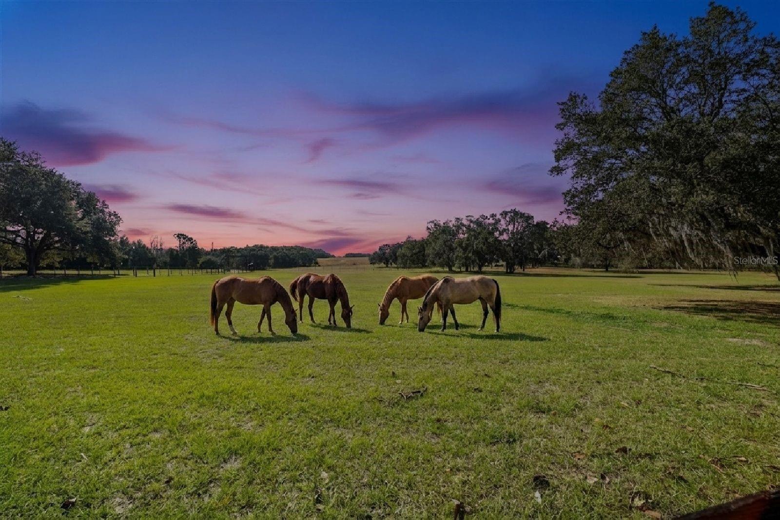 36203 MICRO RACETRACK RD, FRUITLAND PARK, FL — photo 101