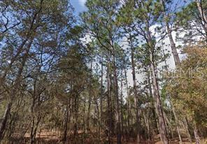 AKRON ST, INTERLACHEN, FL — photo 2