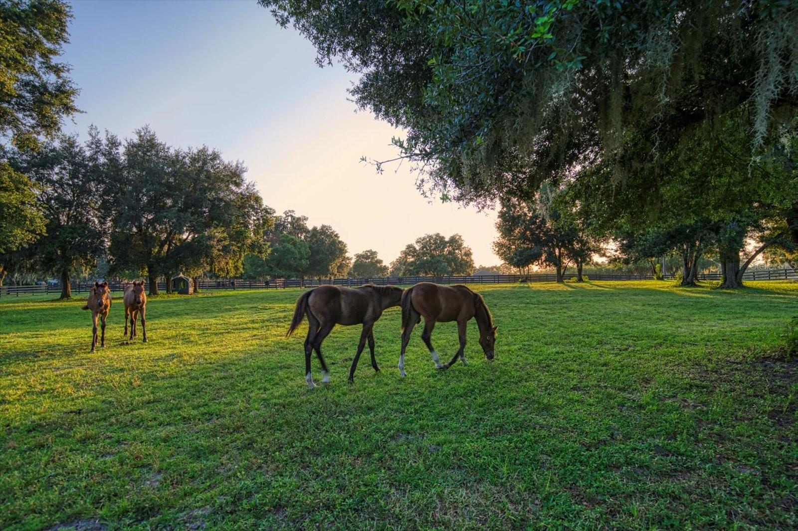 7650 N WHIPPOORWILL TER, HERNANDO, FL — photo 46