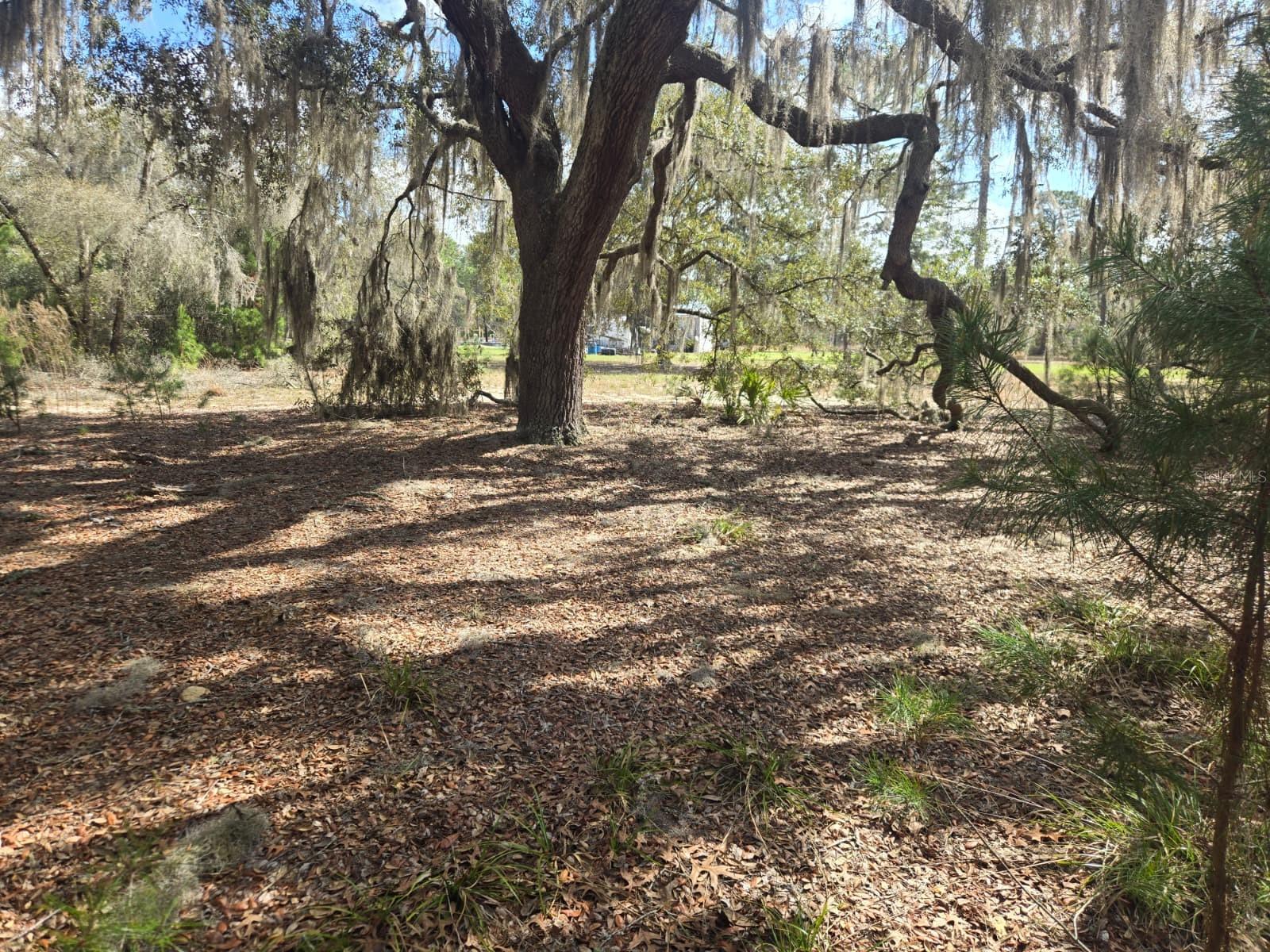 206 WALES ST, INTERLACHEN, FL — photo 6