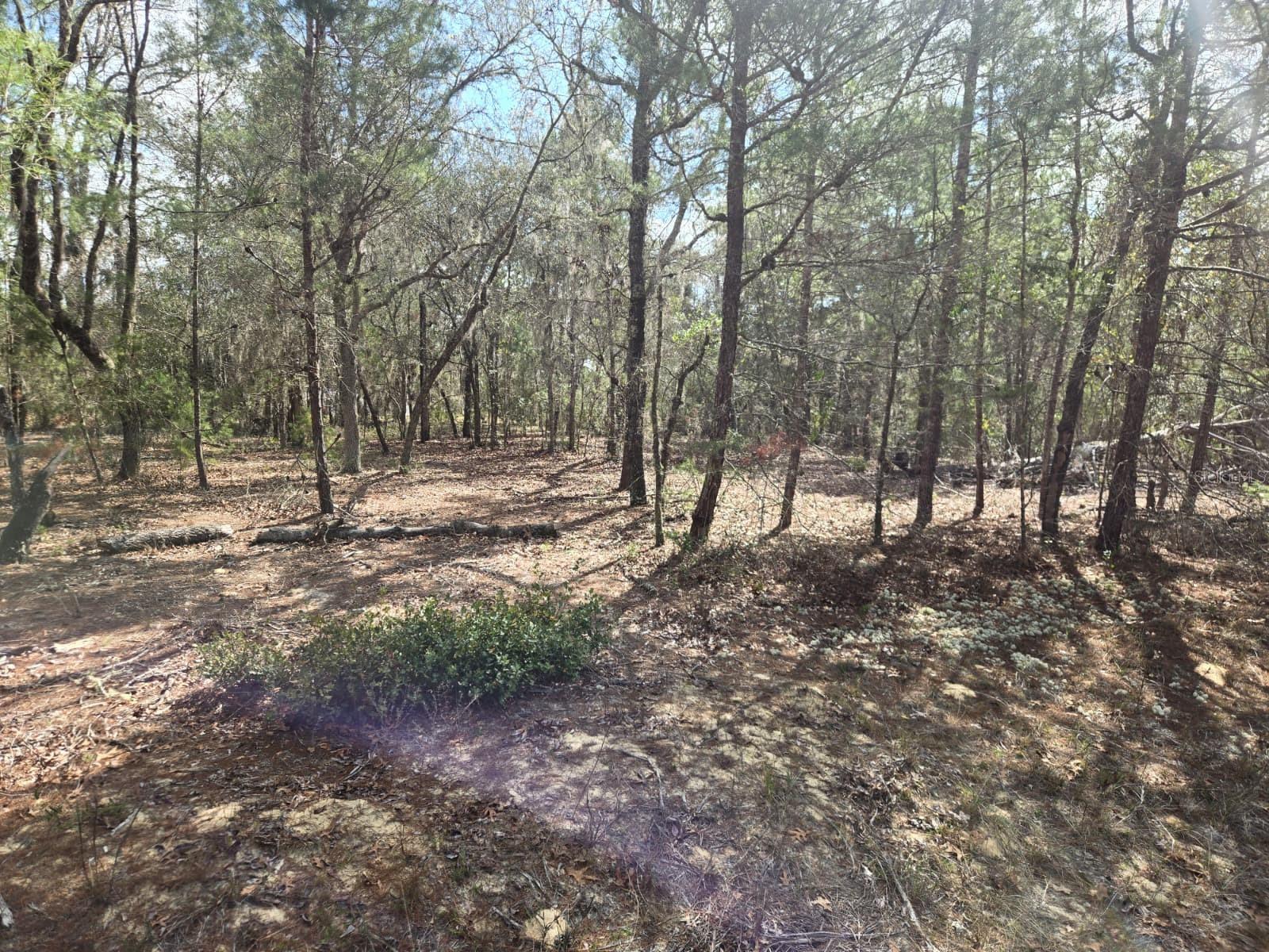 206 WALES ST, INTERLACHEN, FL — photo 10