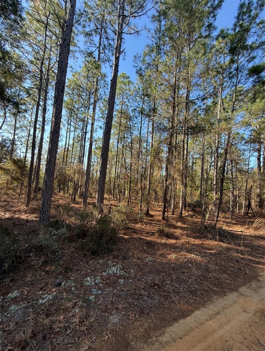 TBT 5TH WAY, INTERLACHEN, FL — photo 5