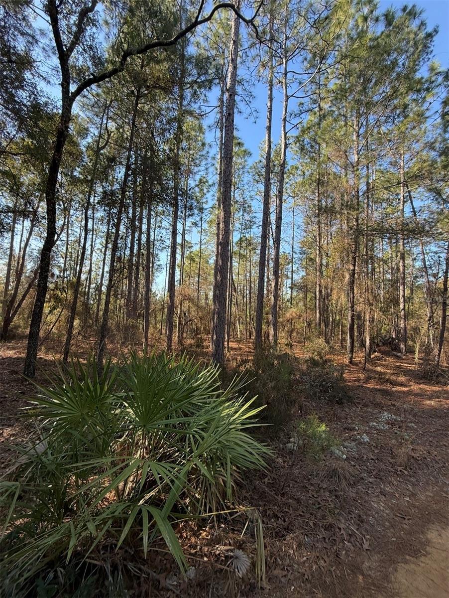 TBT 5TH WAY, INTERLACHEN, FL — photo 6