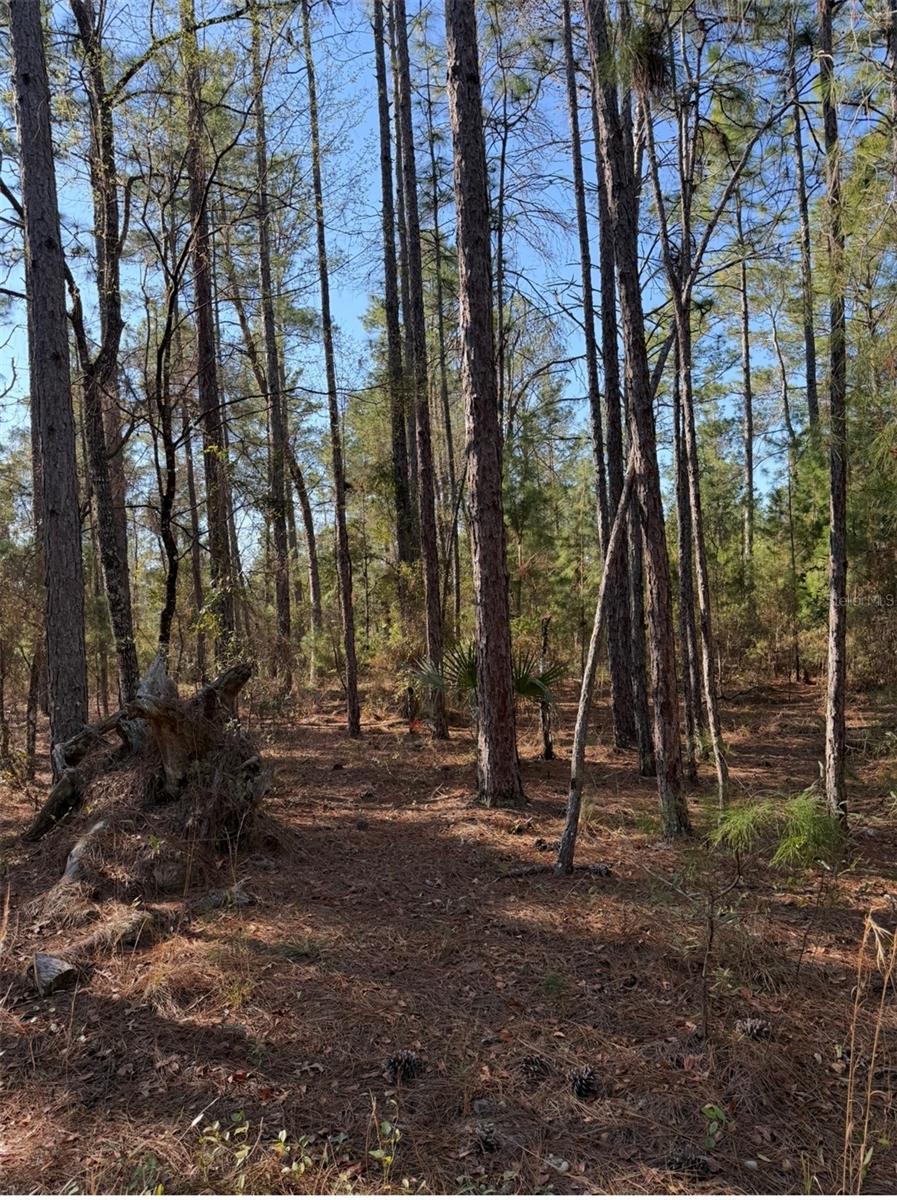 TBT 5TH WAY, INTERLACHEN, FL — photo 9