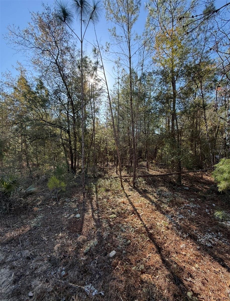 TBT 5TH WAY, INTERLACHEN, FL — photo 10