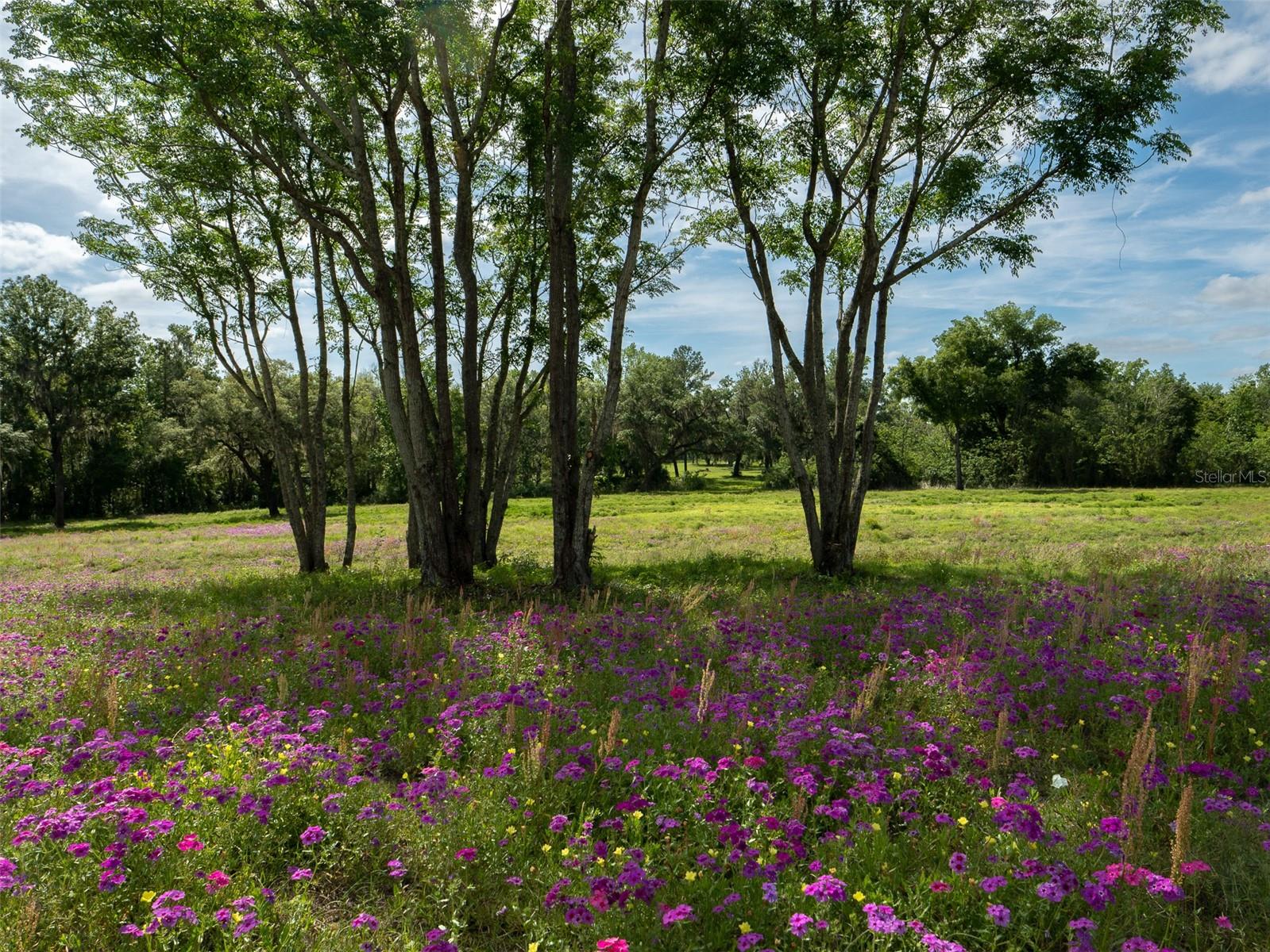 TBD SE 111TH PL, OCALA, FL — photo 8