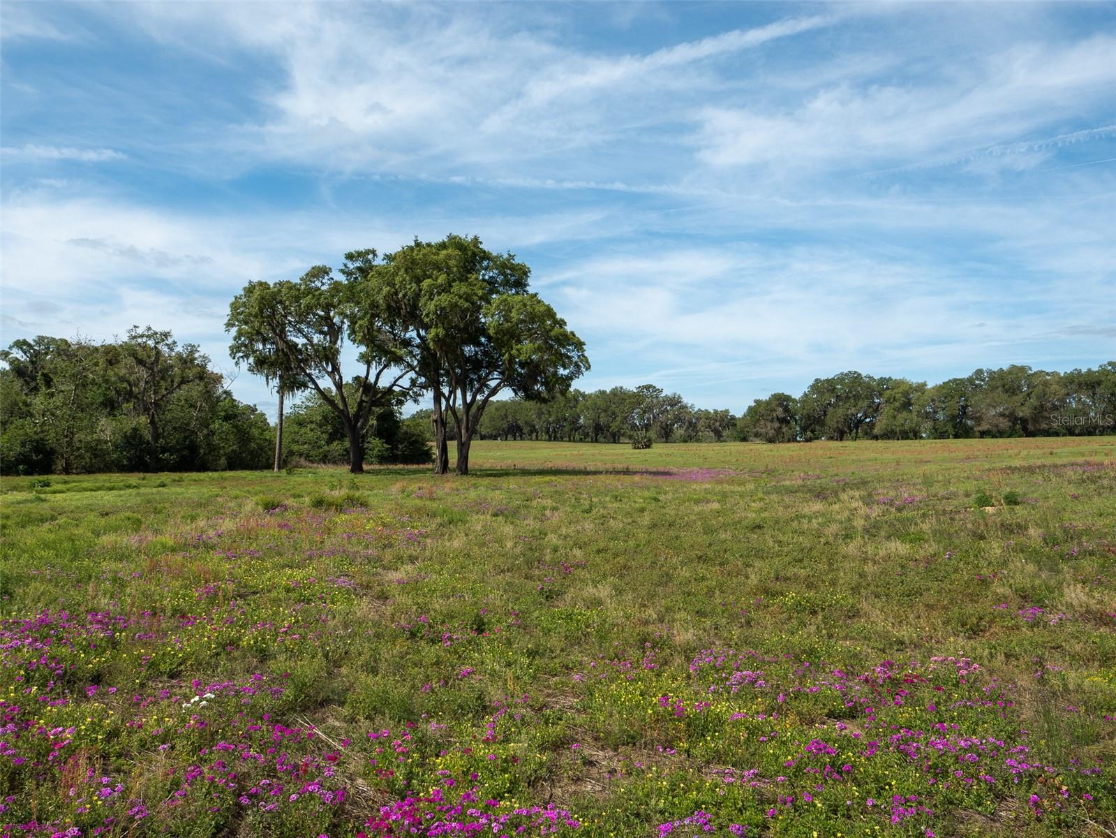 TBD SE 111TH PL, OCALA, FL — photo 11