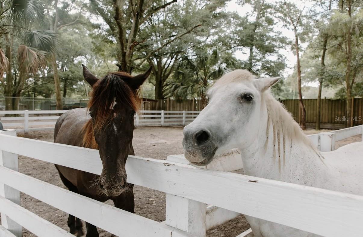 280 CAMPBELL RANCH RUN, GENEVA, FL — photo 33