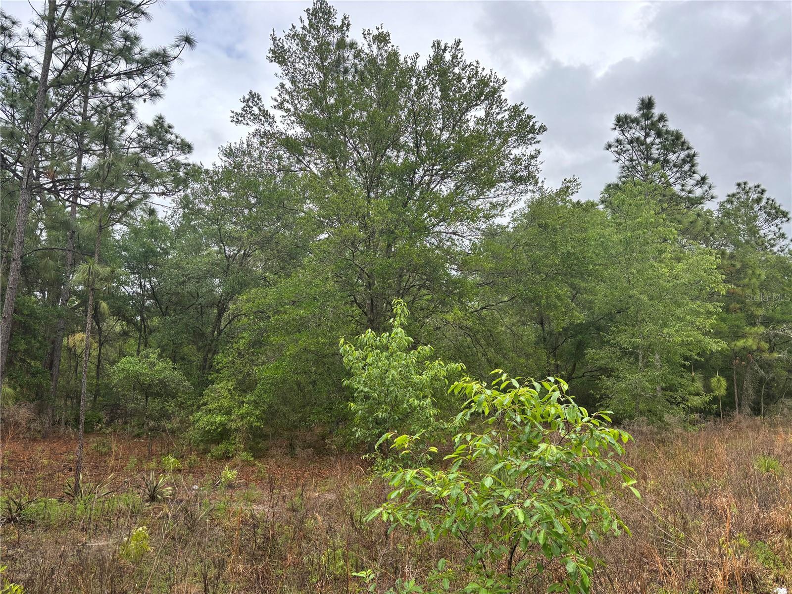 0000 SW 19TH PL, OCALA, FL — photo 3