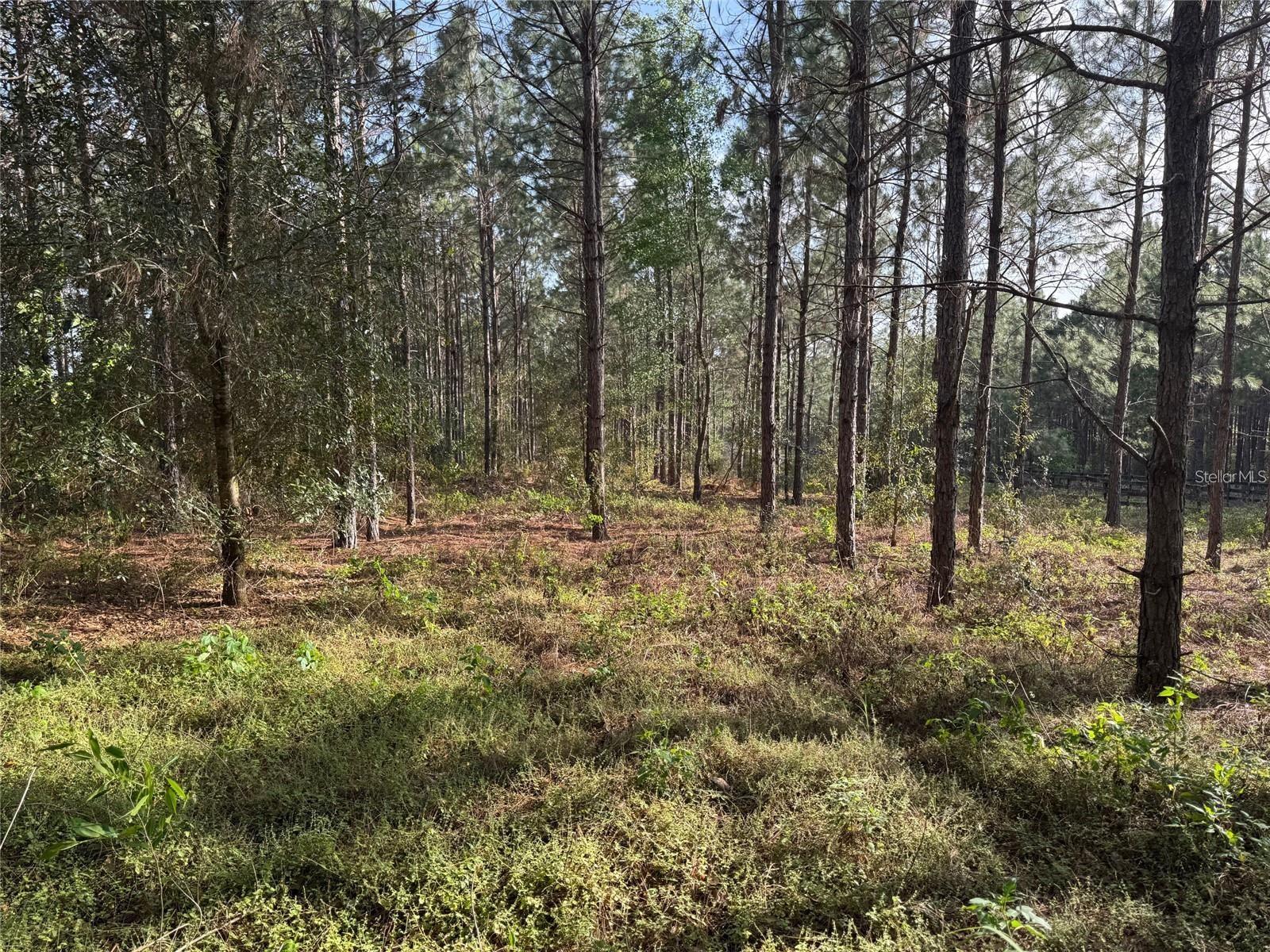 STATE ROAD 44, EUSTIS, FL — photo 5