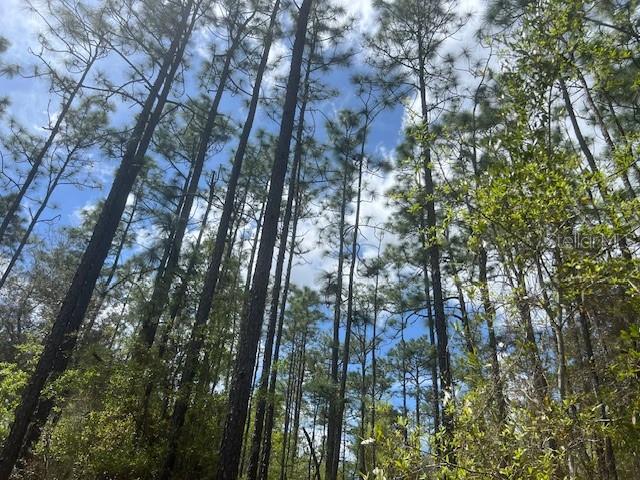 181 WHIRLWIND LOOP, HAWTHORNE, FL