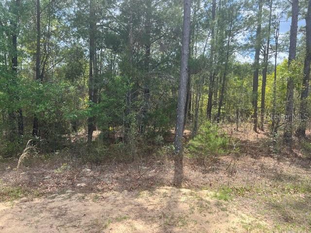 181 WHIRLWIND LOOP, HAWTHORNE, FL — photo 3