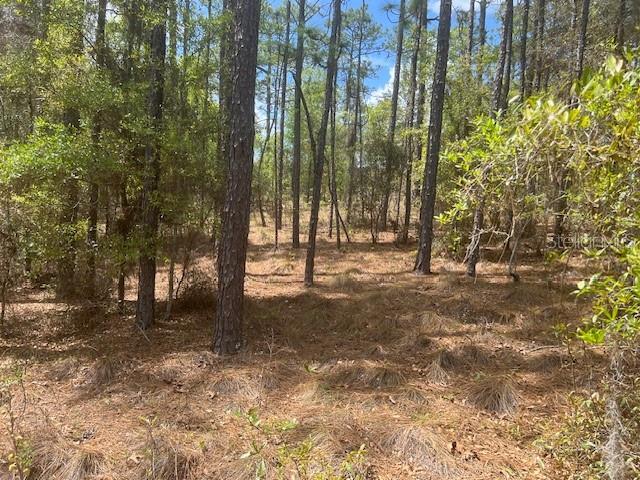 181 WHIRLWIND LOOP, HAWTHORNE, FL — photo 4
