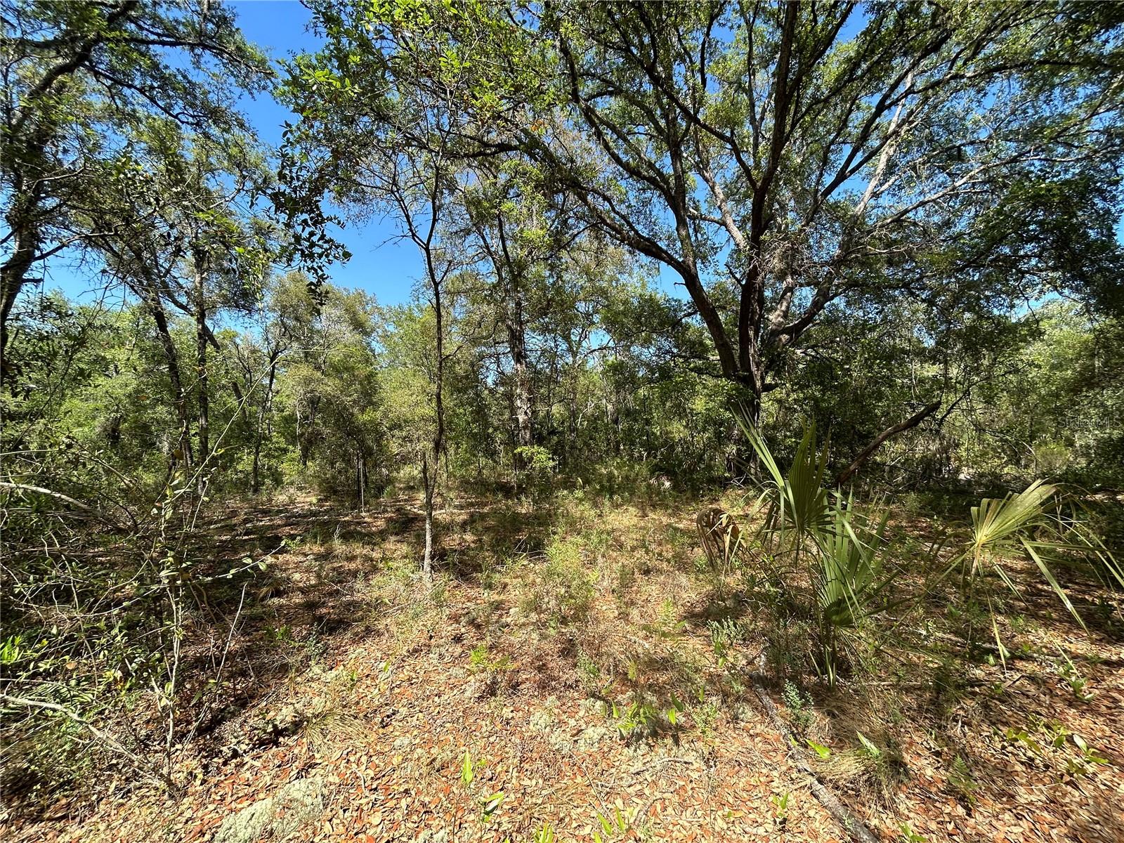 TBD SE 62ND, MORRISTON, FL — photo 3