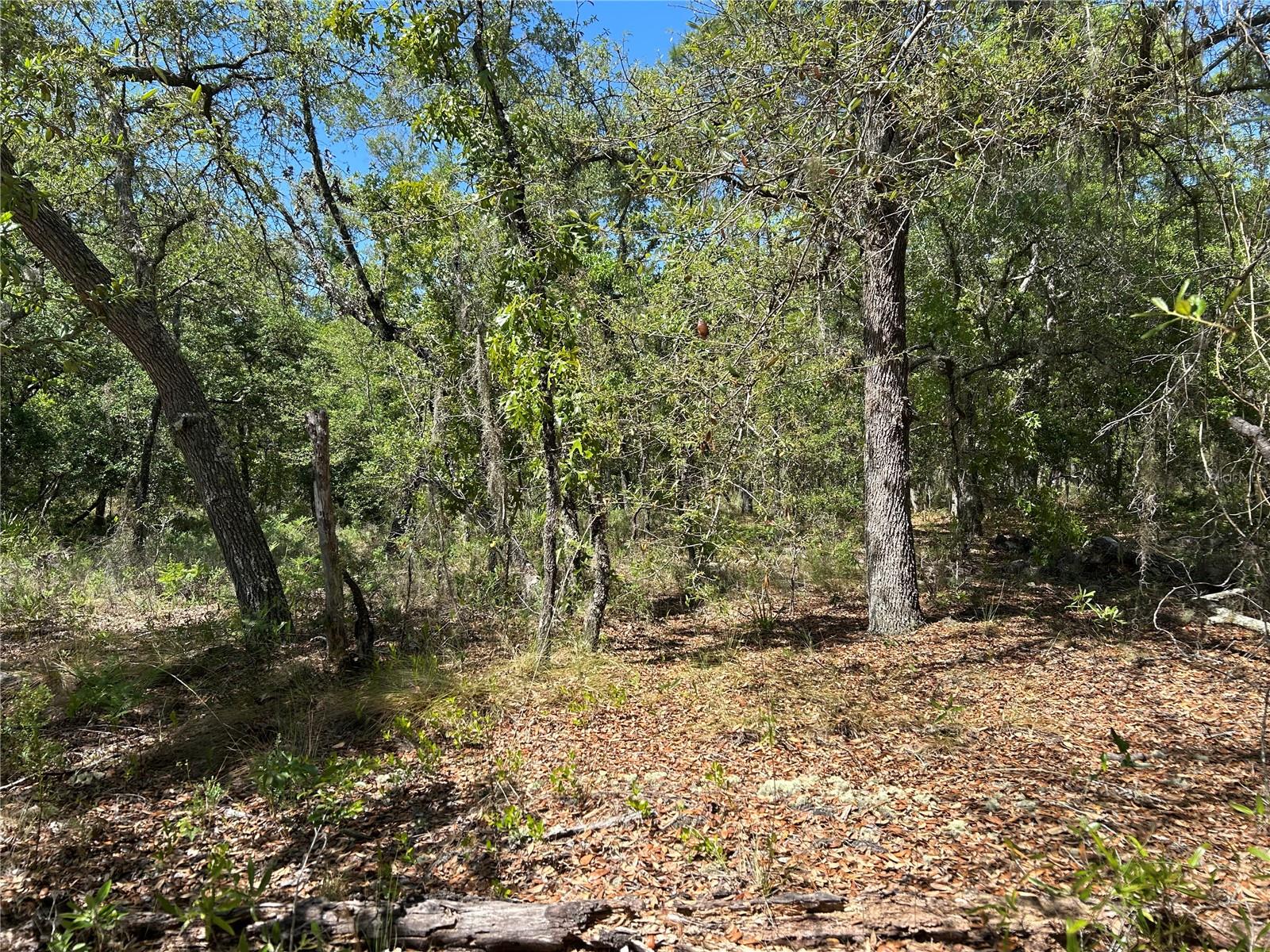TBD SE 62ND, MORRISTON, FL — photo 4
