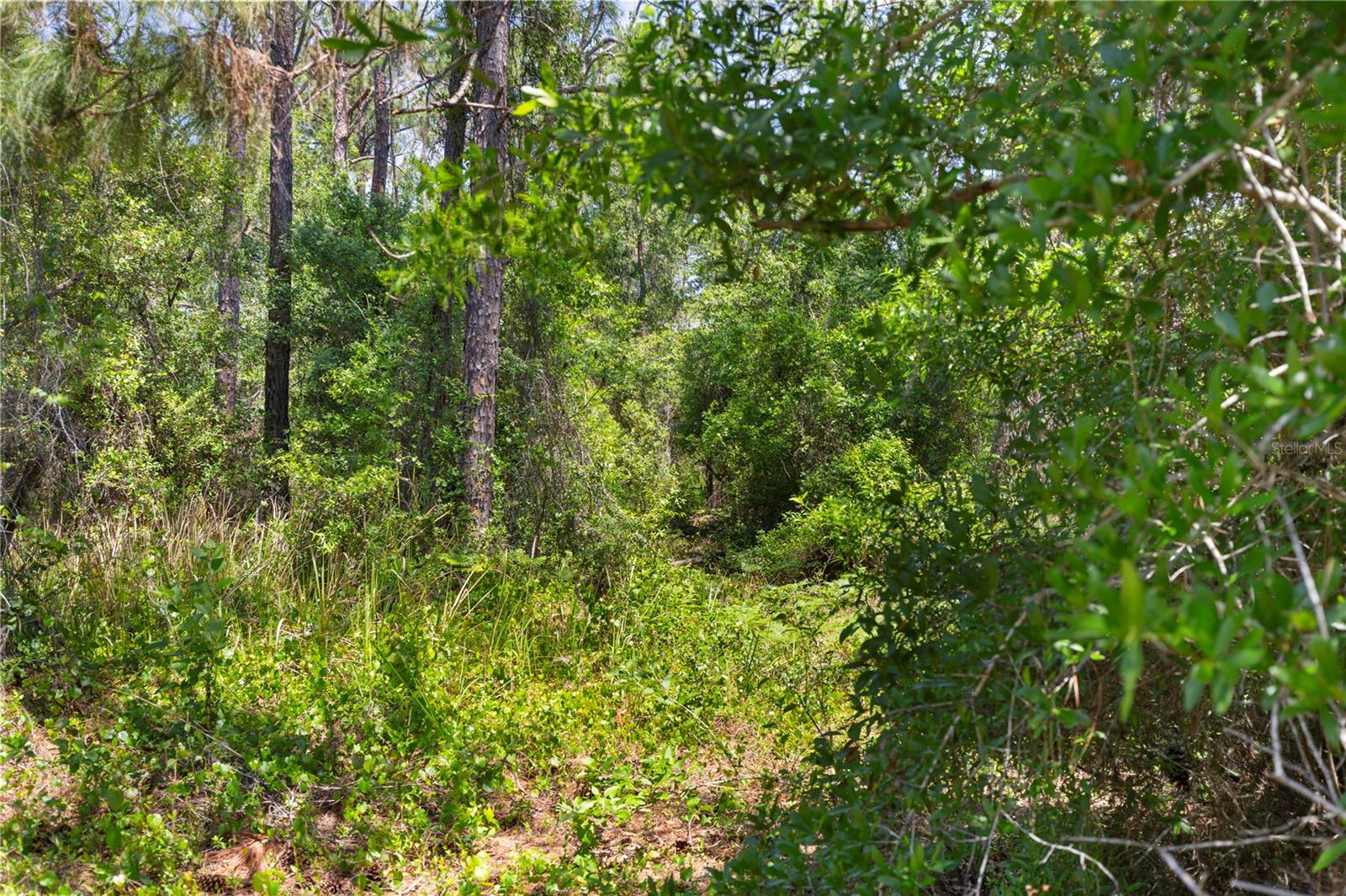 9121 FLORIDA BOYS RANCH RD, CLERMONT, FL — photo 16