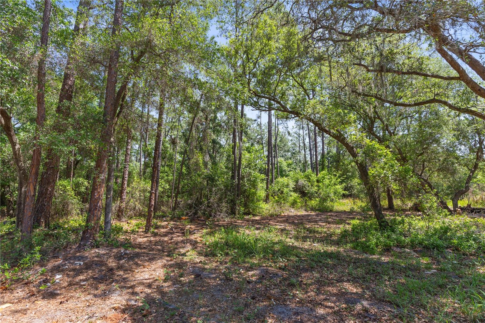 9121 FLORIDA BOYS RANCH RD, CLERMONT, FL — photo 24