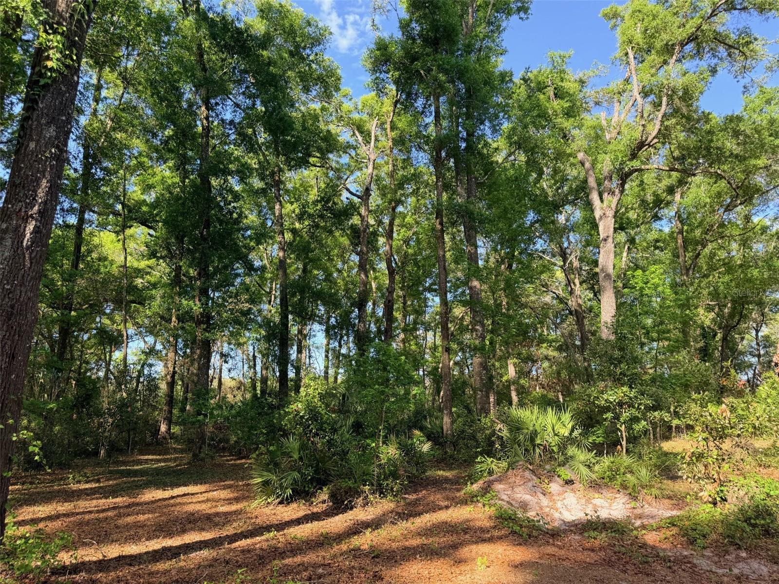 14790 NW 72ND CT, CHIEFLAND, FL — photo 33