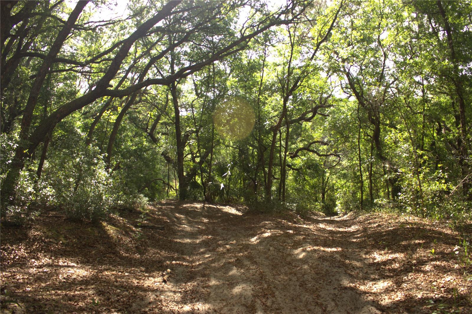 REDBUD RD, LADY LAKE, FL — photo 5