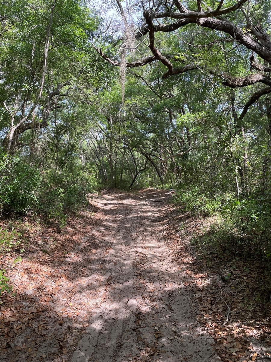 REDBUD RD, LADY LAKE, FL — photo 14