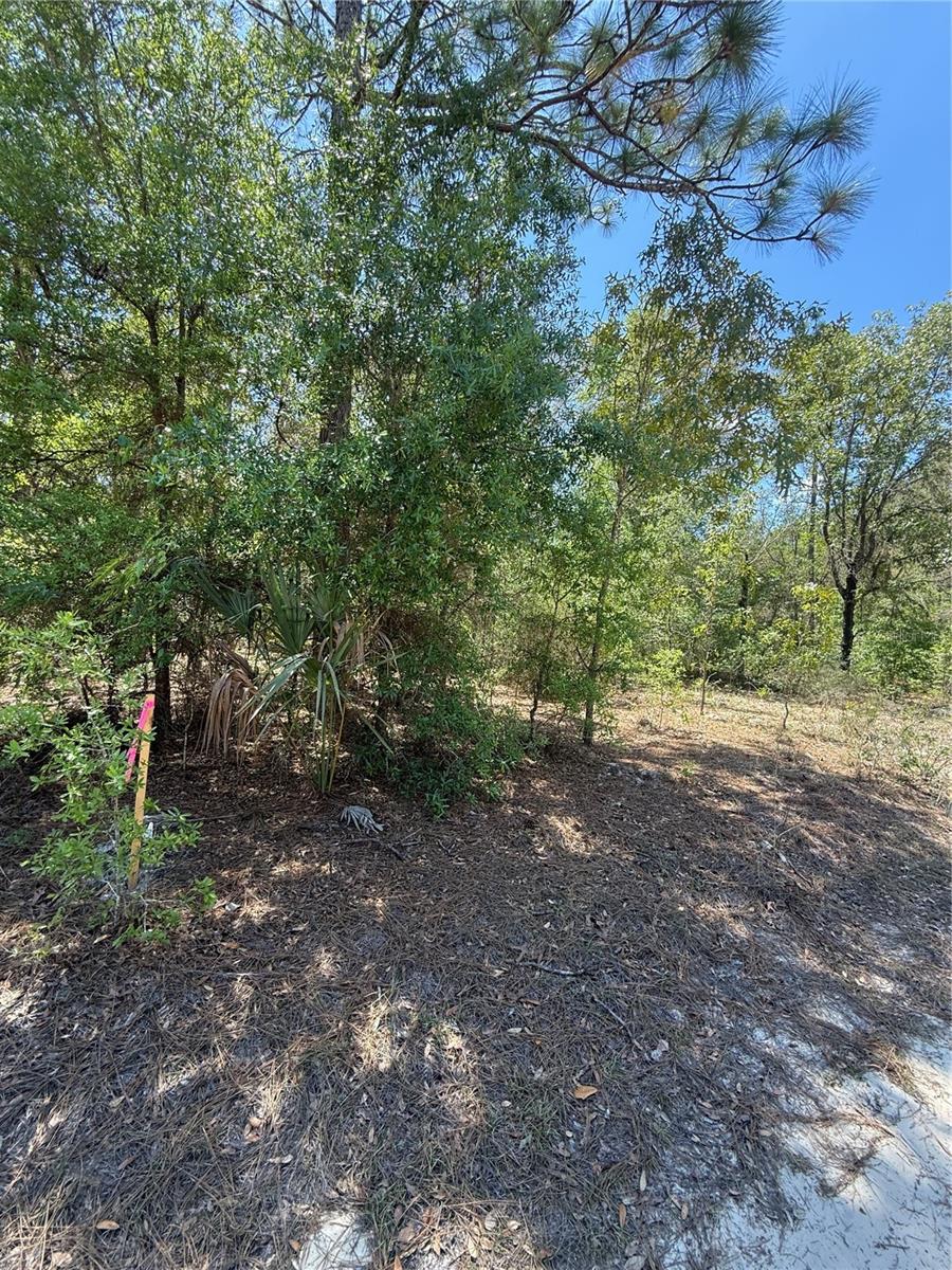 NE 118TH LN, BRONSON, FL