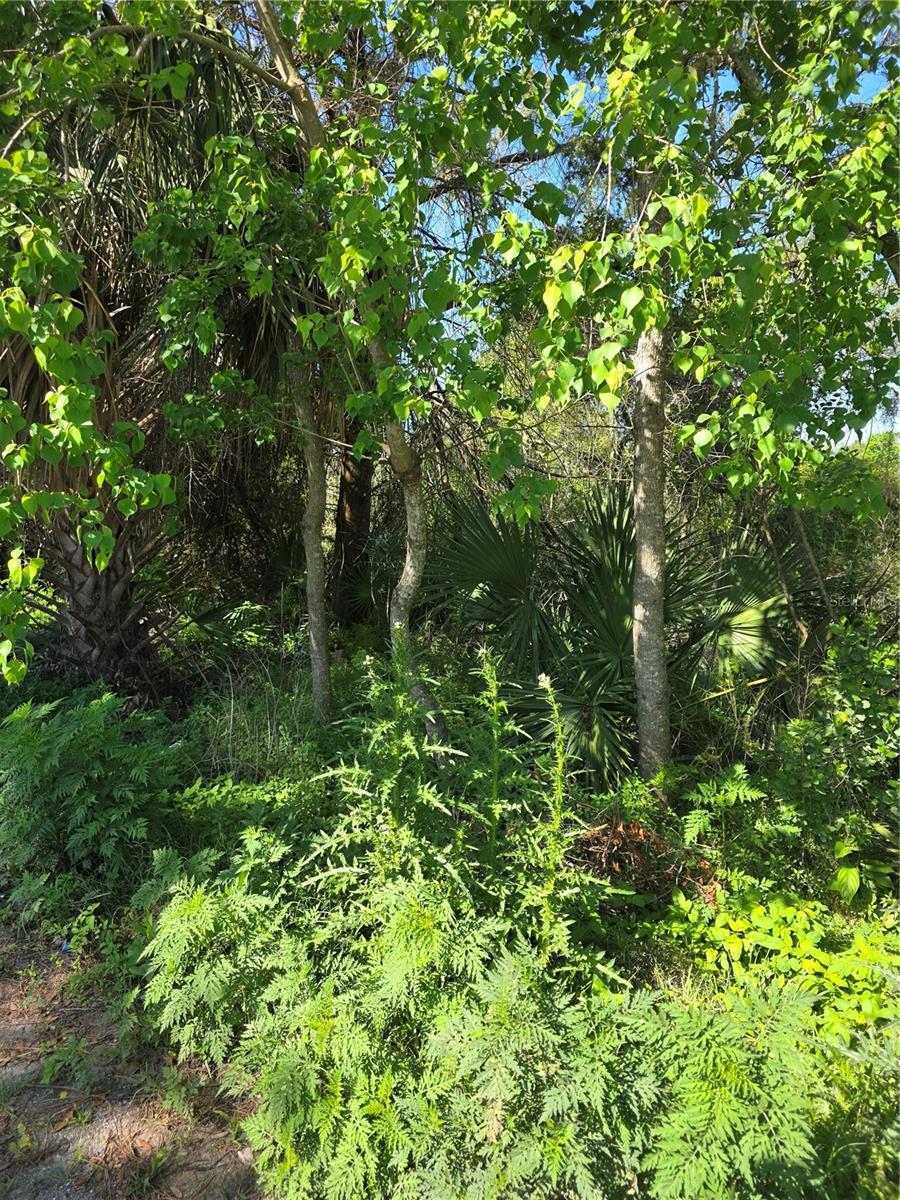 226 WALNUT AVE, ORANGE CITY, FL