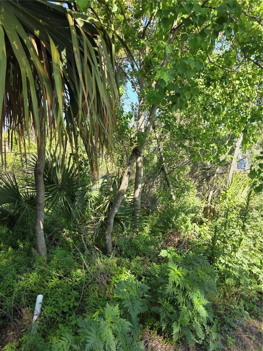 226 WALNUT AVE, ORANGE CITY, FL — photo 4