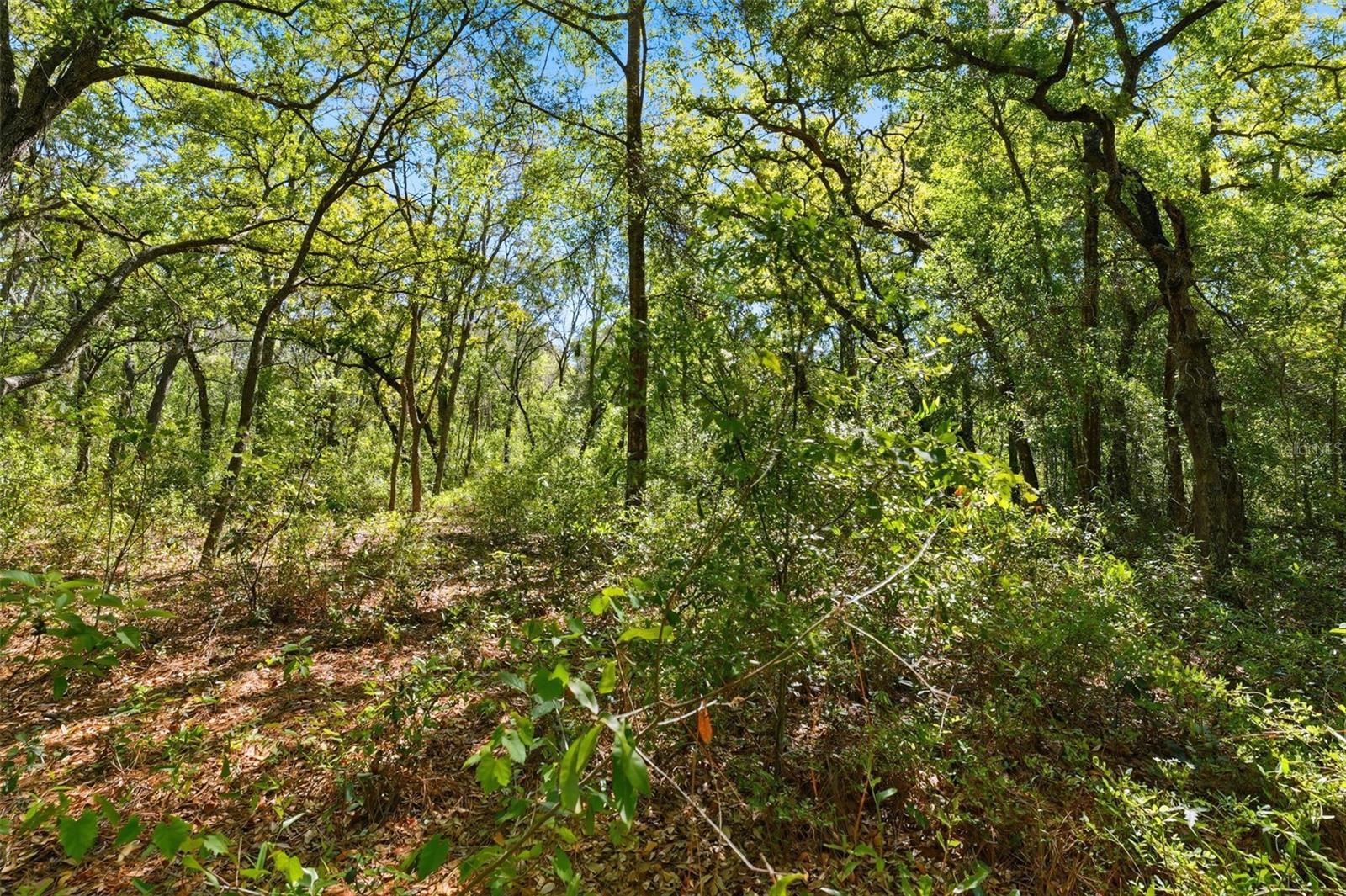 0 COYOTE RD, HUDSON, FL — photo 10
