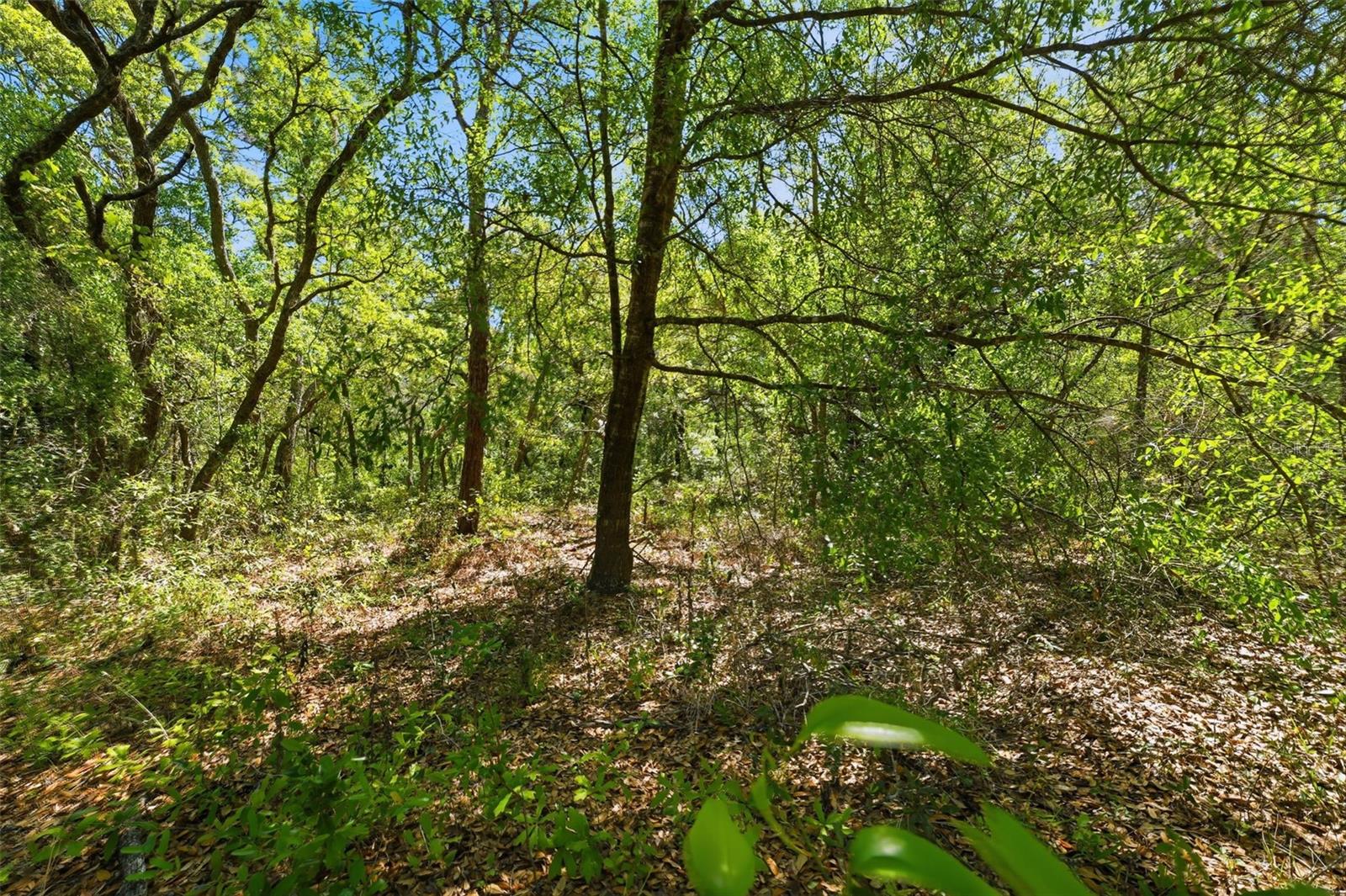 0 COYOTE RD, HUDSON, FL — photo 11