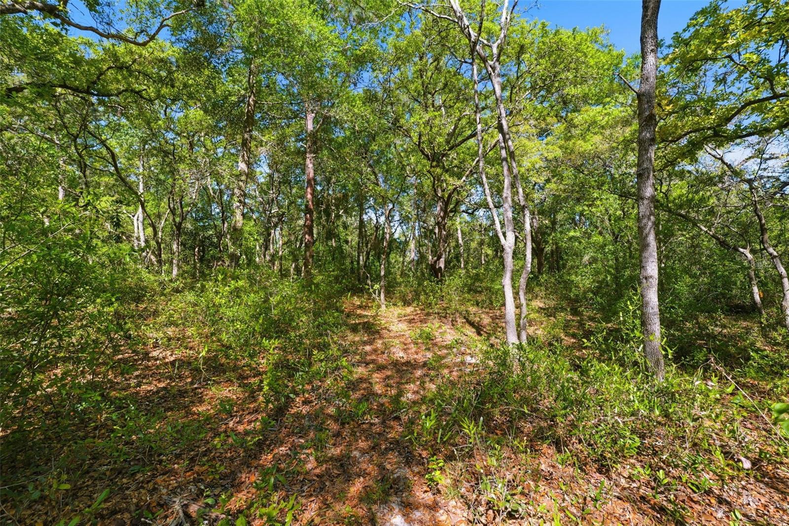 0 COYOTE RD, HUDSON, FL — photo 12