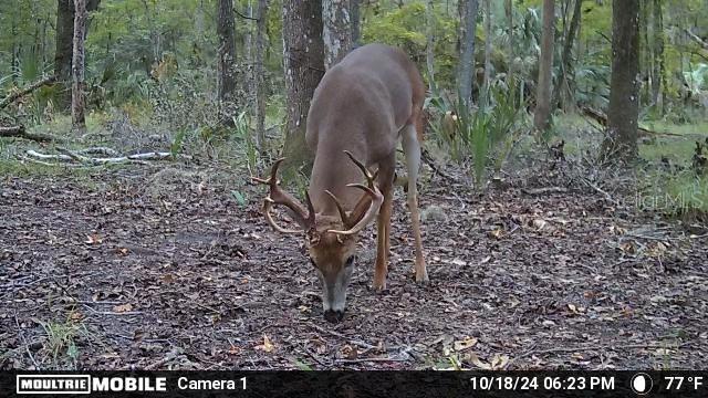11804 SE COUNTY ROAD 234, MICANOPY, FL — photo 12