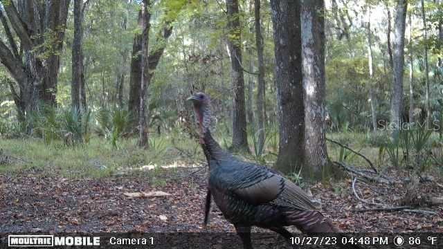11804 SE COUNTY ROAD 234, MICANOPY, FL — photo 14