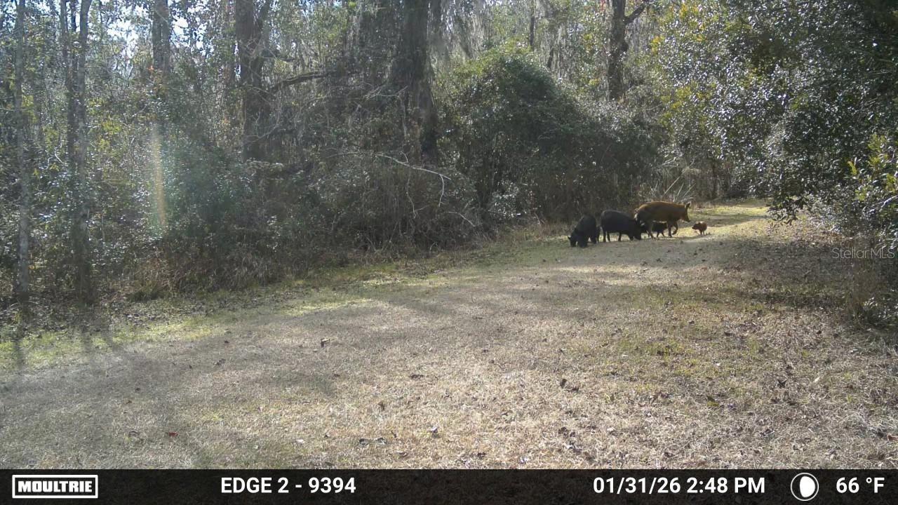 11804 SE COUNTY ROAD 234, MICANOPY, FL — photo 15