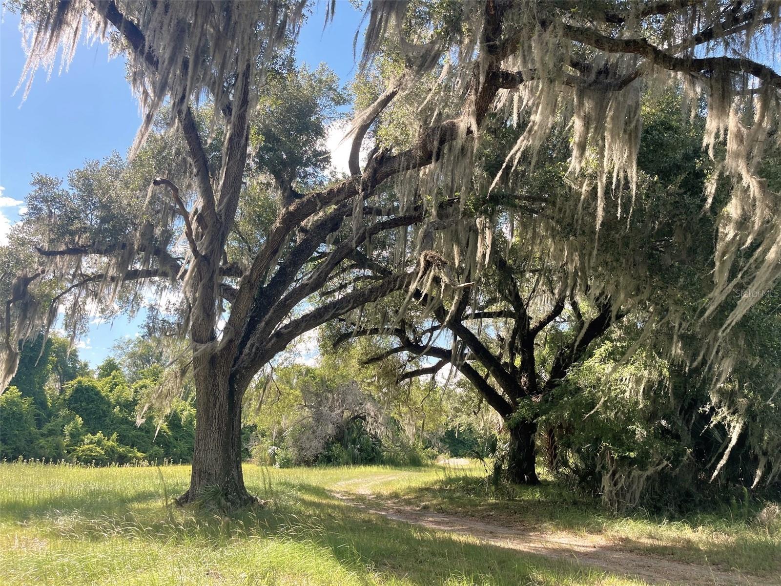 11804 SE COUNTY ROAD 234, MICANOPY, FL — photo 28