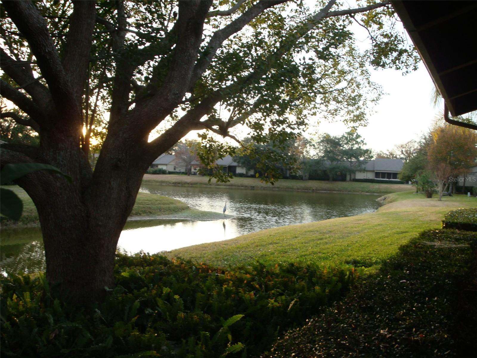 70 JOANNE PL #70, OLDSMAR, FL — photo 23