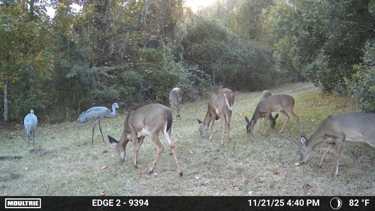 11816 SE COUNTY ROAD 234, MICANOPY, FL — photo 11