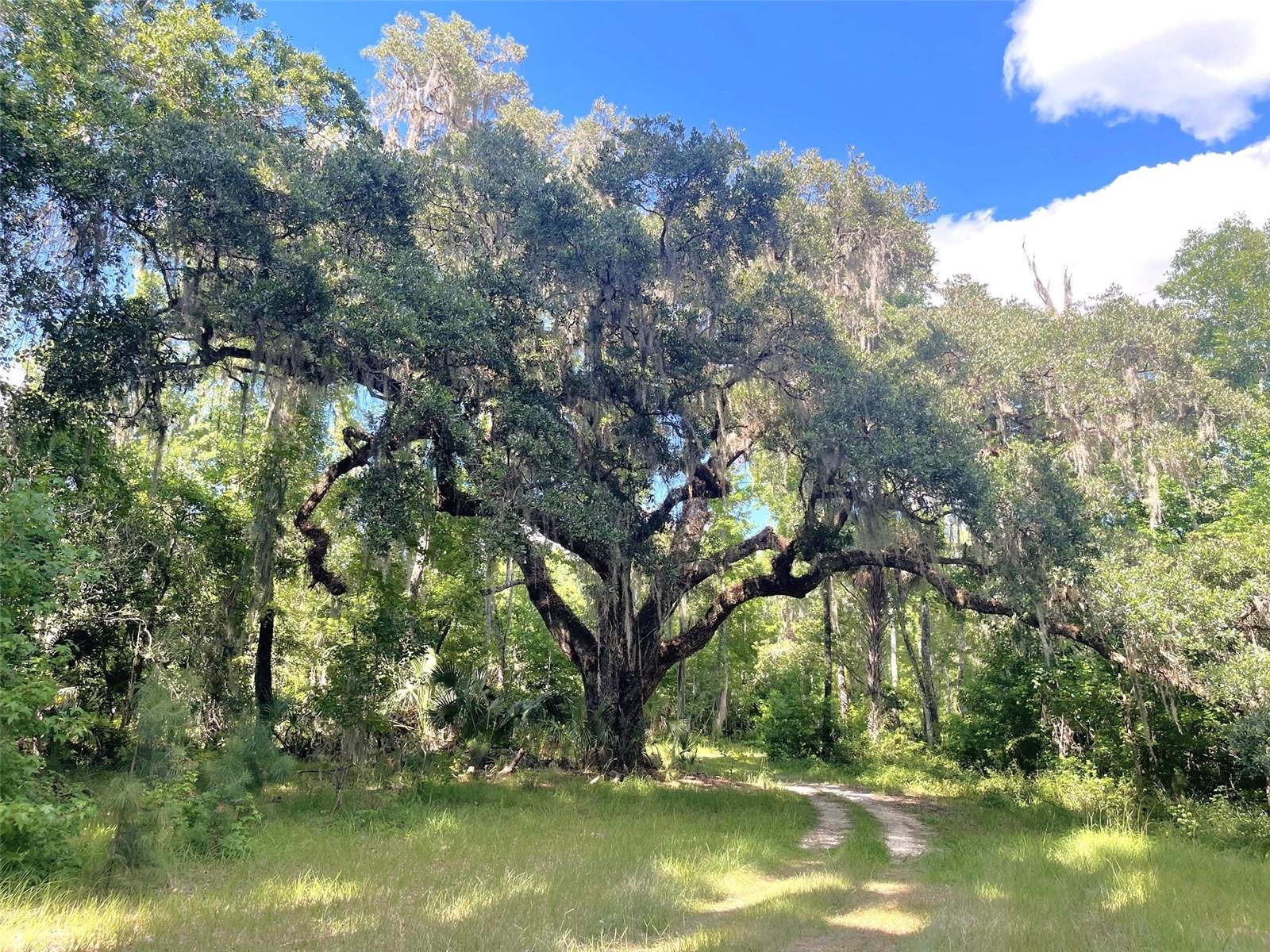 11816 SE COUNTY ROAD 234, MICANOPY, FL — photo 13