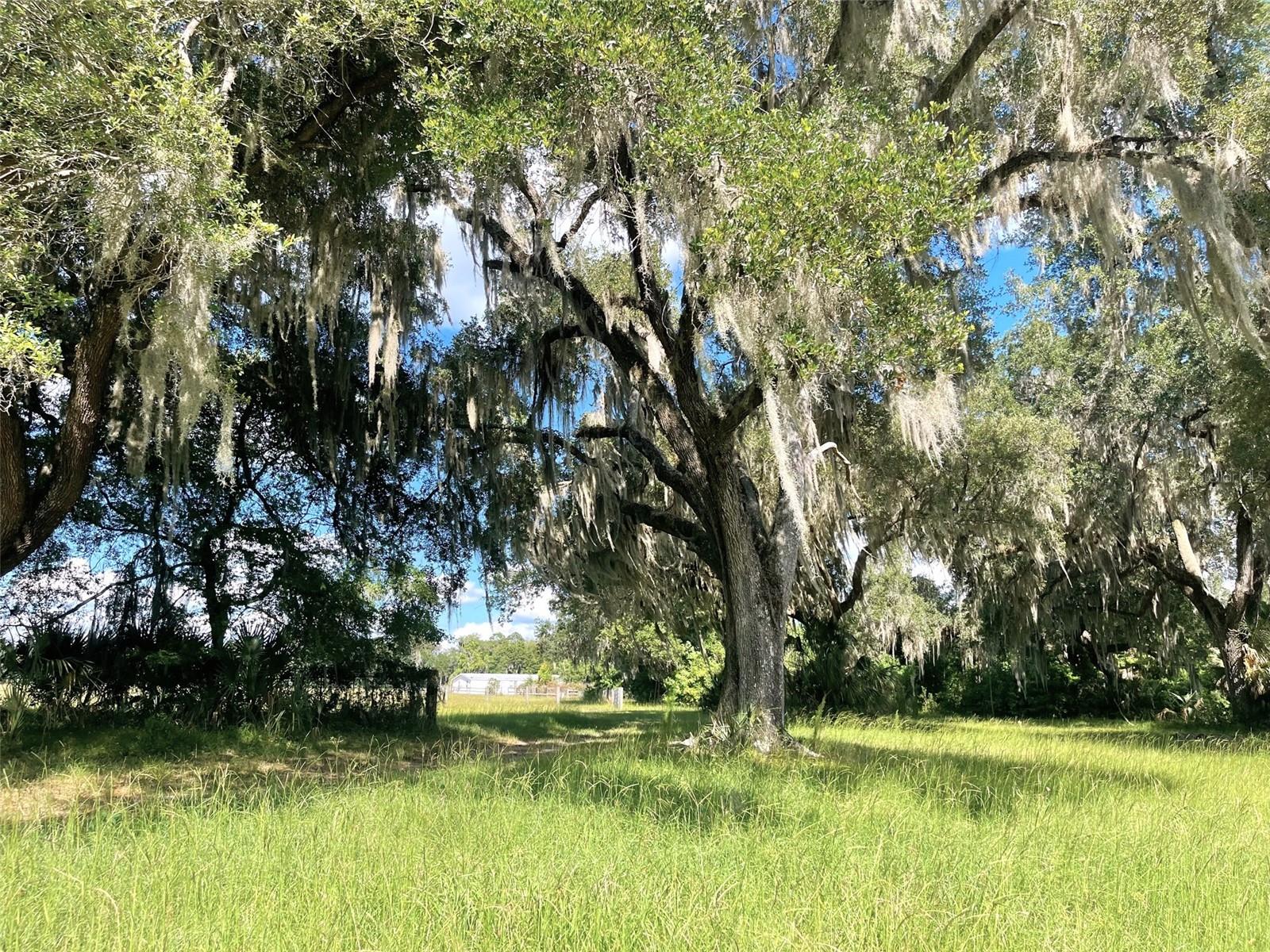 11816 SE COUNTY ROAD 234, MICANOPY, FL — photo 37